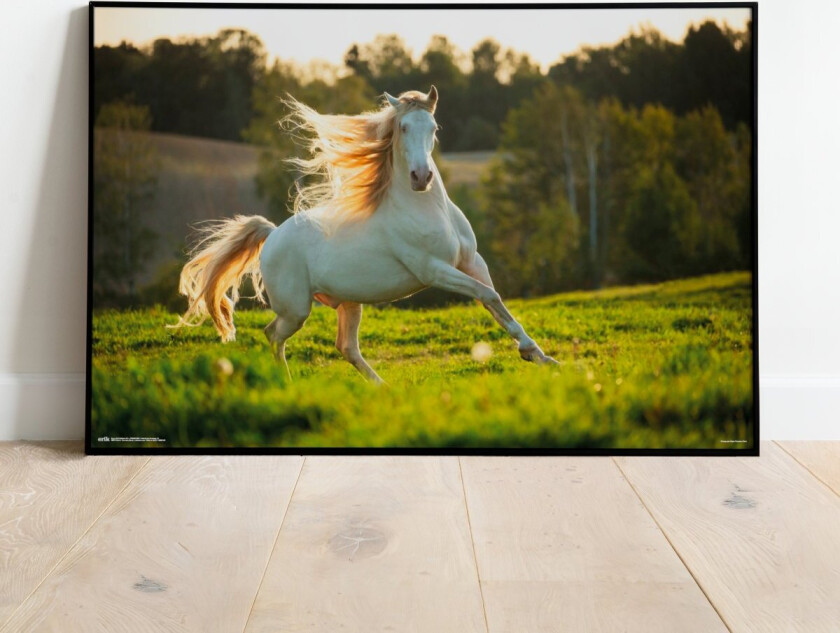 Hvit Hest Plakat - 91,5 x 61 cm | Supernerds.no - Norsk Nettbutikk