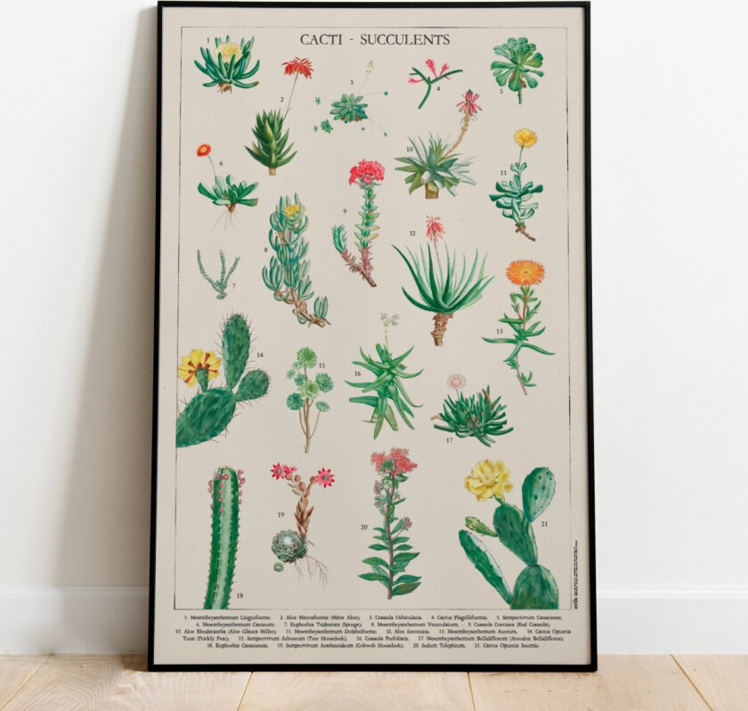 Kaktus Plakat - 91,5 x 61 cm | Supernerds.no - Norsk Nettbutikk