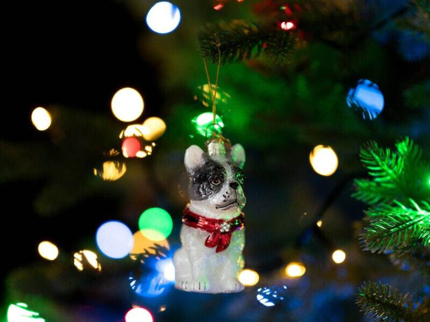 Juletrepynt Fransk Bulldog