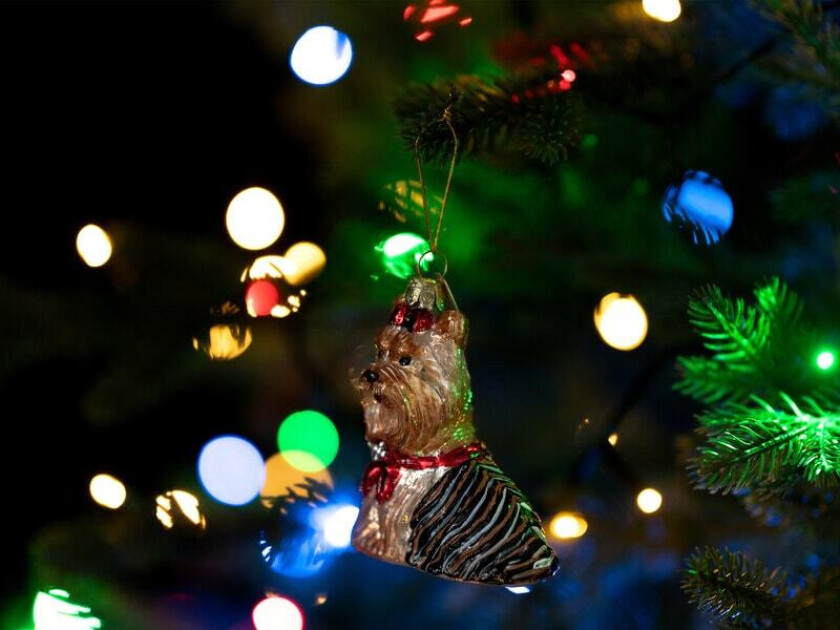 Juletrepynt Yorkshireterrier