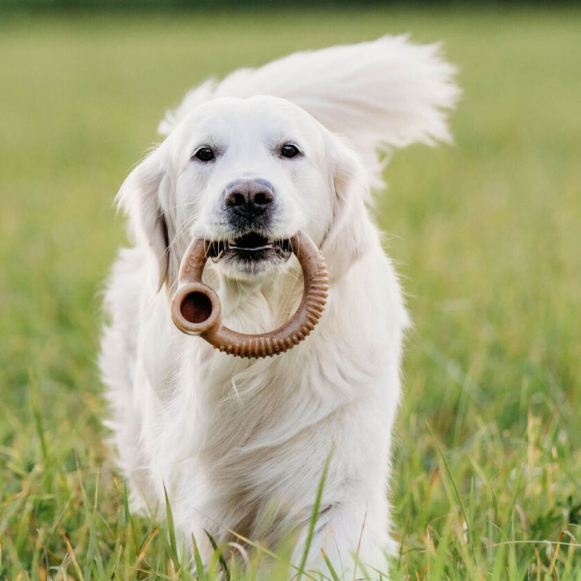 Tyggering i Nylon med Baconsmak (L)