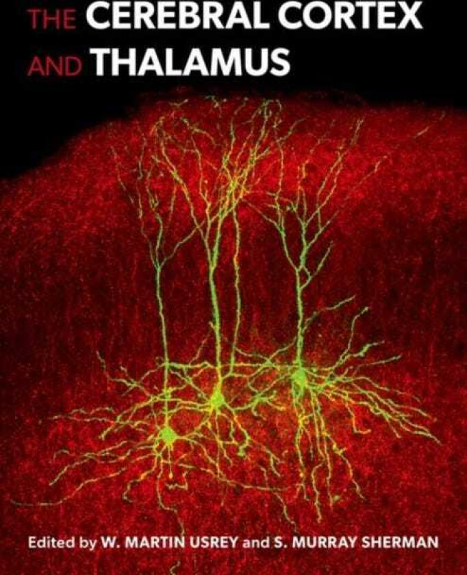 The Cerebral Cortex and Thalamus