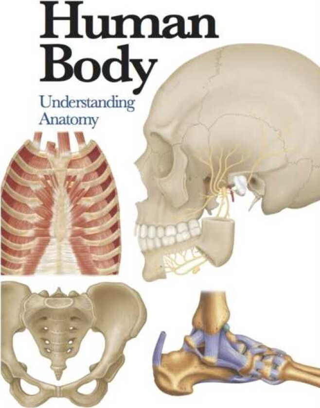 Human Body  Understanding Anatomy