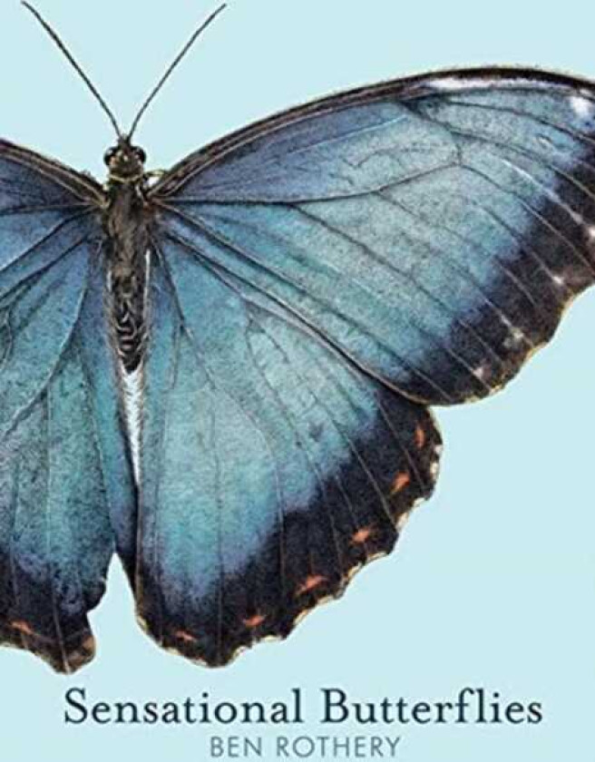 Sensational Butterflies