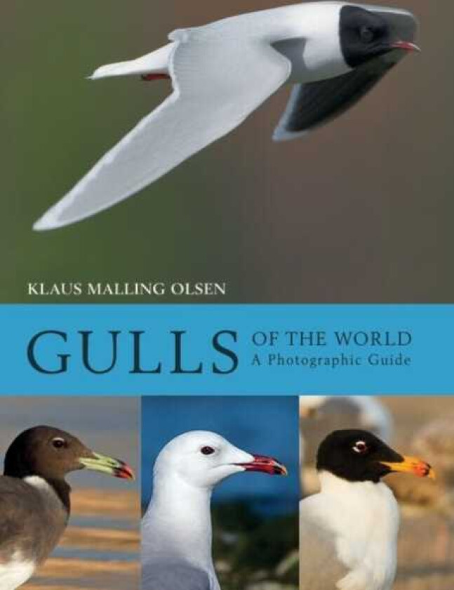 Gulls of the World A Photographic Guide