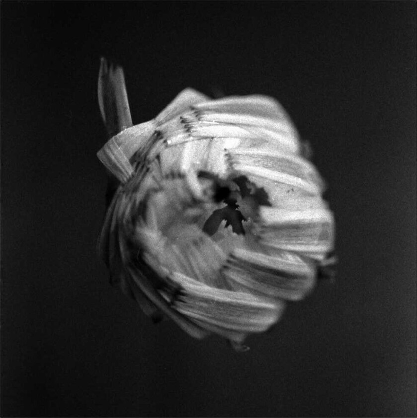 A Swarm Of The Sun An Empire LP/Vinyl