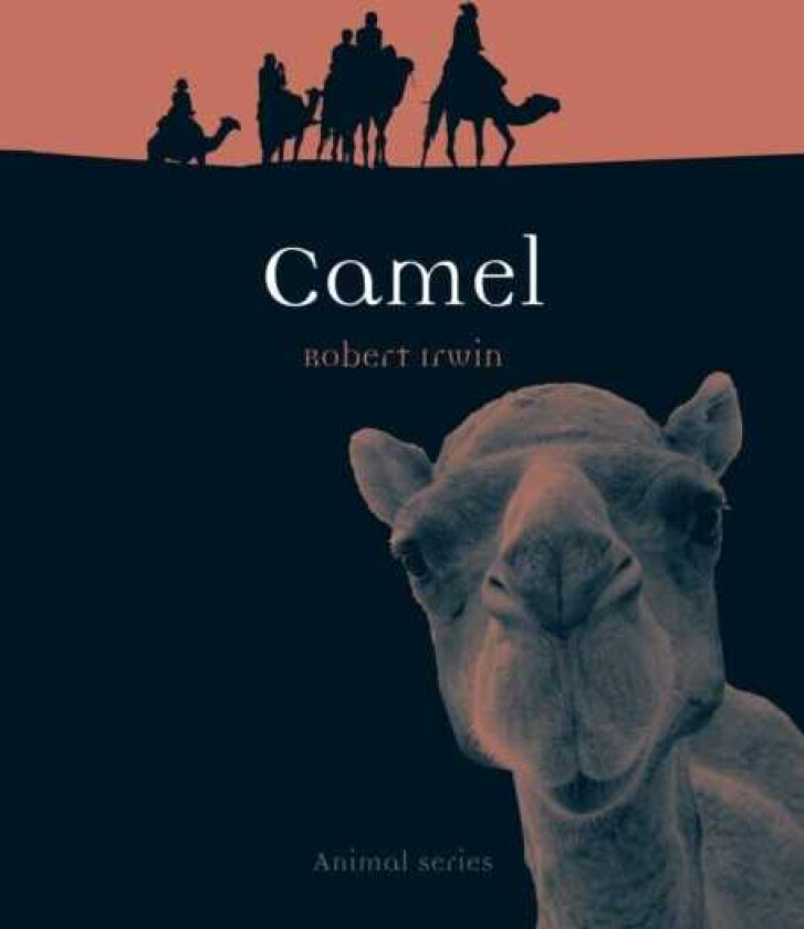 Camel