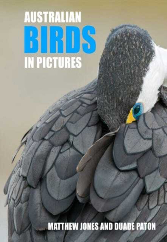 Australian Birds in Pictures  Compact edition