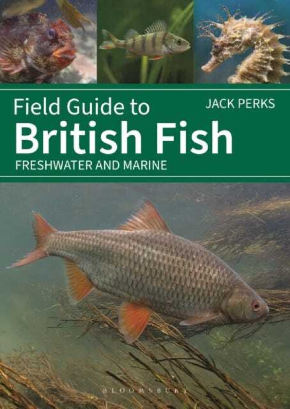 Field Guide to British Fish Freshwater and Marine