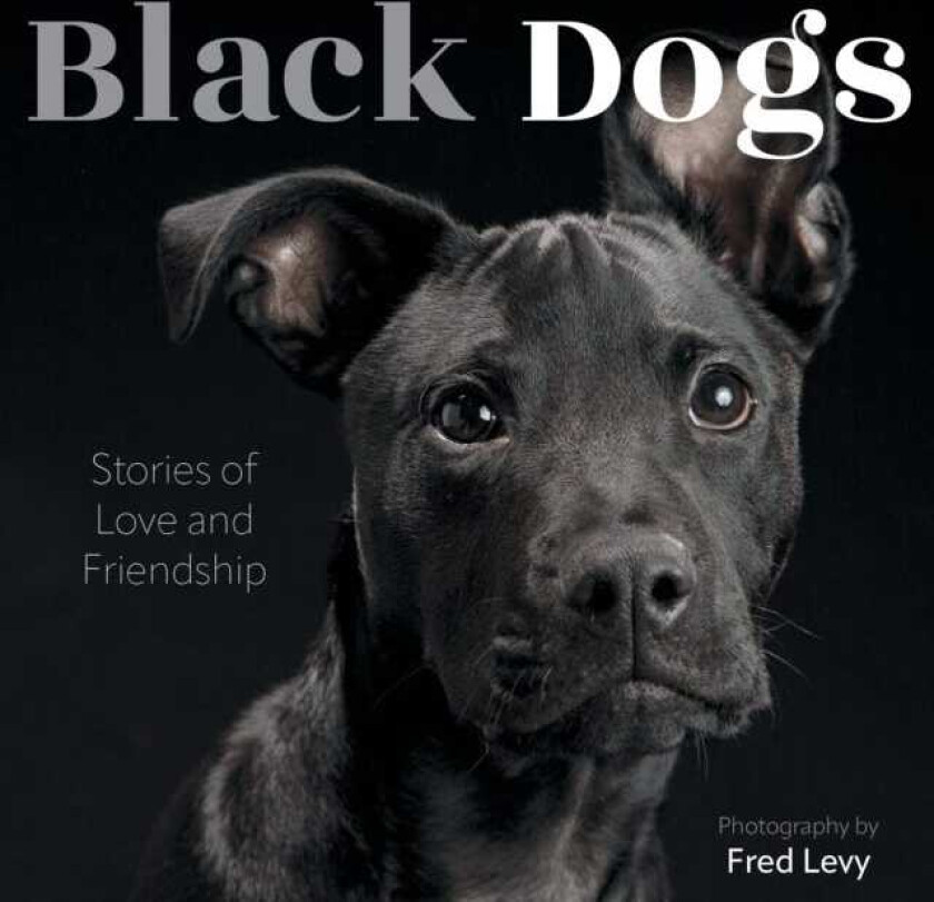 Black Dogs Stories of Love and Friendship