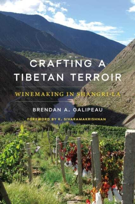 Crafting a Tibetan Terroir Winemaking in ShangriLa