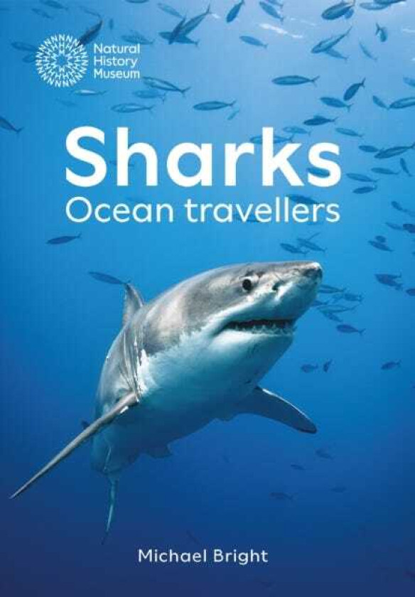 Sharks Ocean Travellers