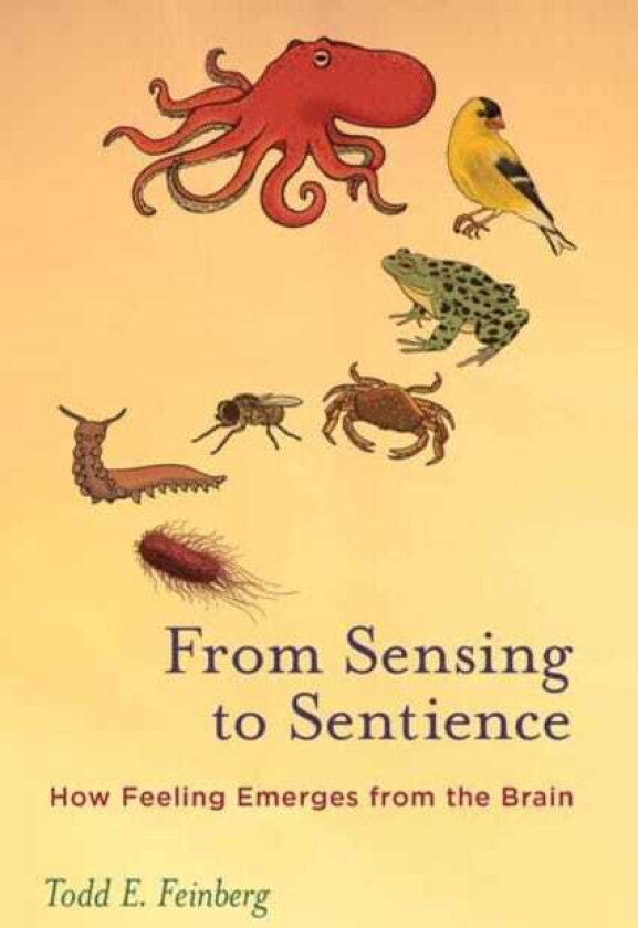 From Sensing to Sentience How Feeling Emerges from the Brain