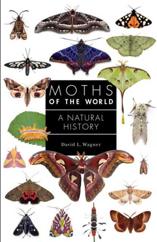 Moths of the World A Natural History