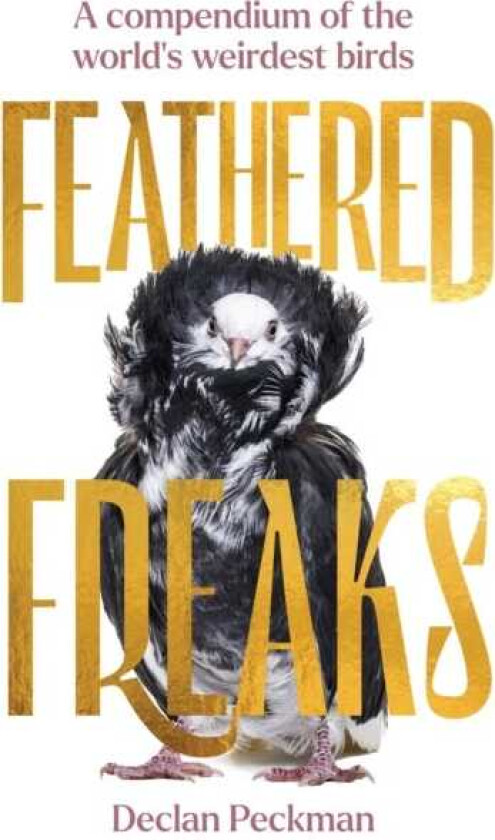 Feathered Freaks A compendium of the world’s weirdest birds