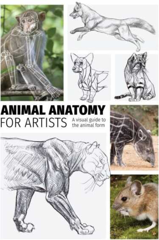 Animal Anatomy for Artists A visual guide to the form of mammals, reptiles, fish, and birds