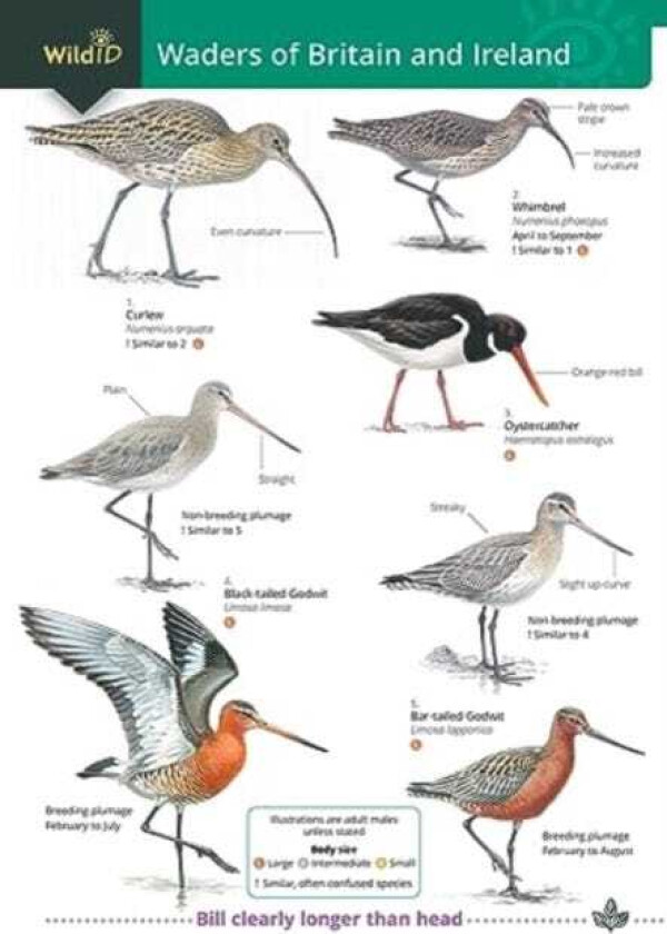 Wader of Britain and Ireland