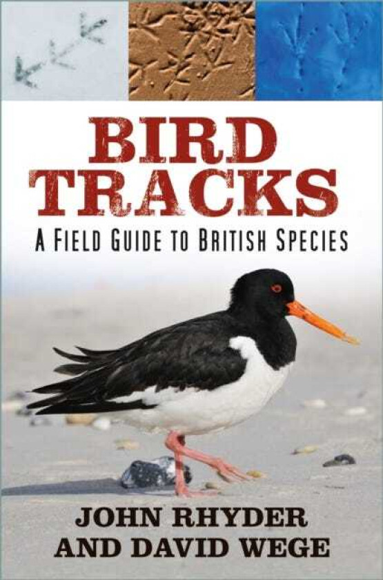 Bird Tracks  A Field Guide to British Species