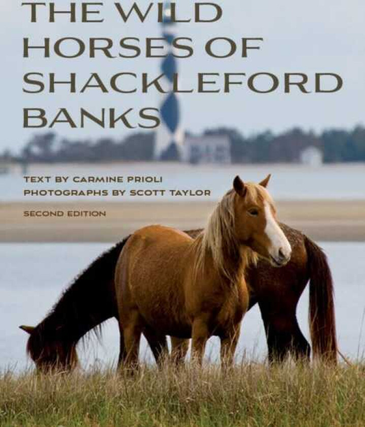 Wild Horses of Shackleford Banks