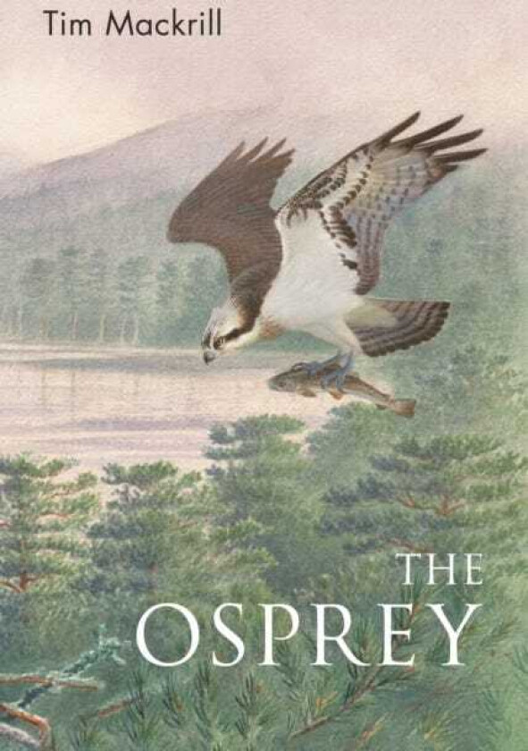 The Osprey