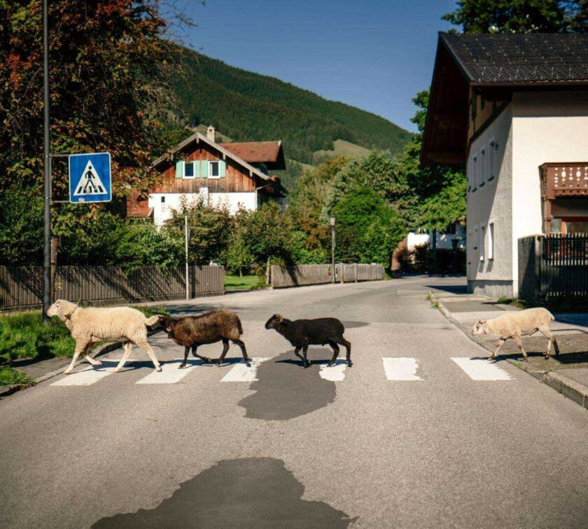 Maxi Pongratz I Mecht An Landler Hean CD