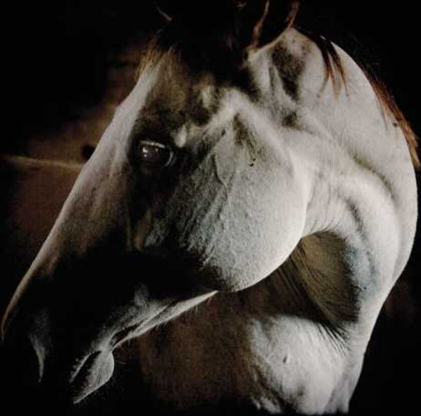 Brother Dege How To Kill A Horse CD