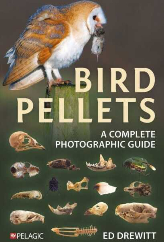 Bird Pellets  A Complete Photographic Guide