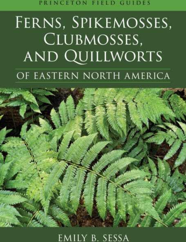 Ferns, Spikemosses, Clubmosses, and Quillworts of Eastern North America