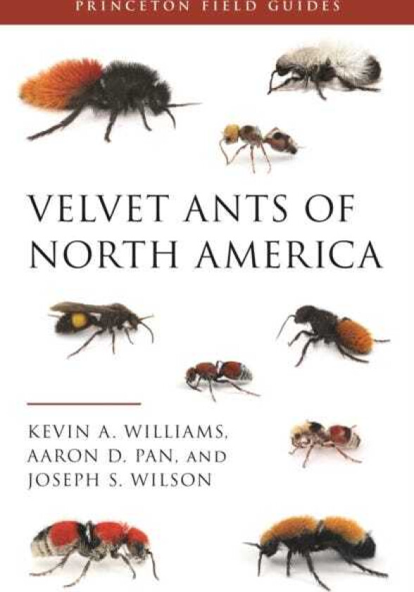 Velvet Ants of North America