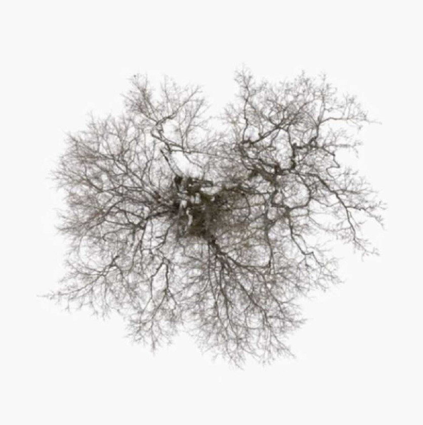 John Metcalfe Tree CD