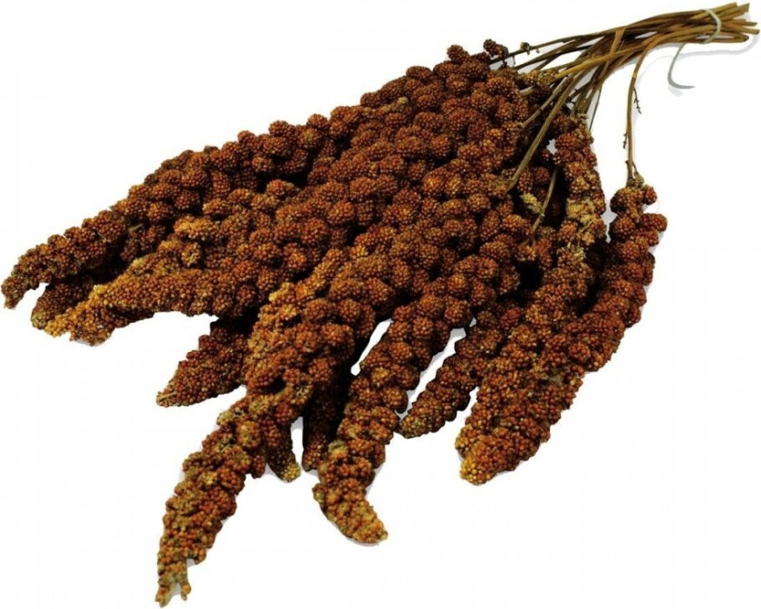 Bilde av JR Farms Rød Hirsekolbe 250 g