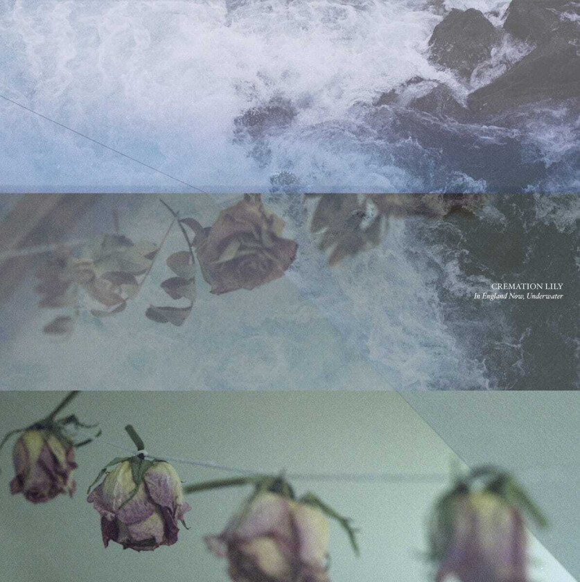 Cremation Lily In England Now & The Processes... CD