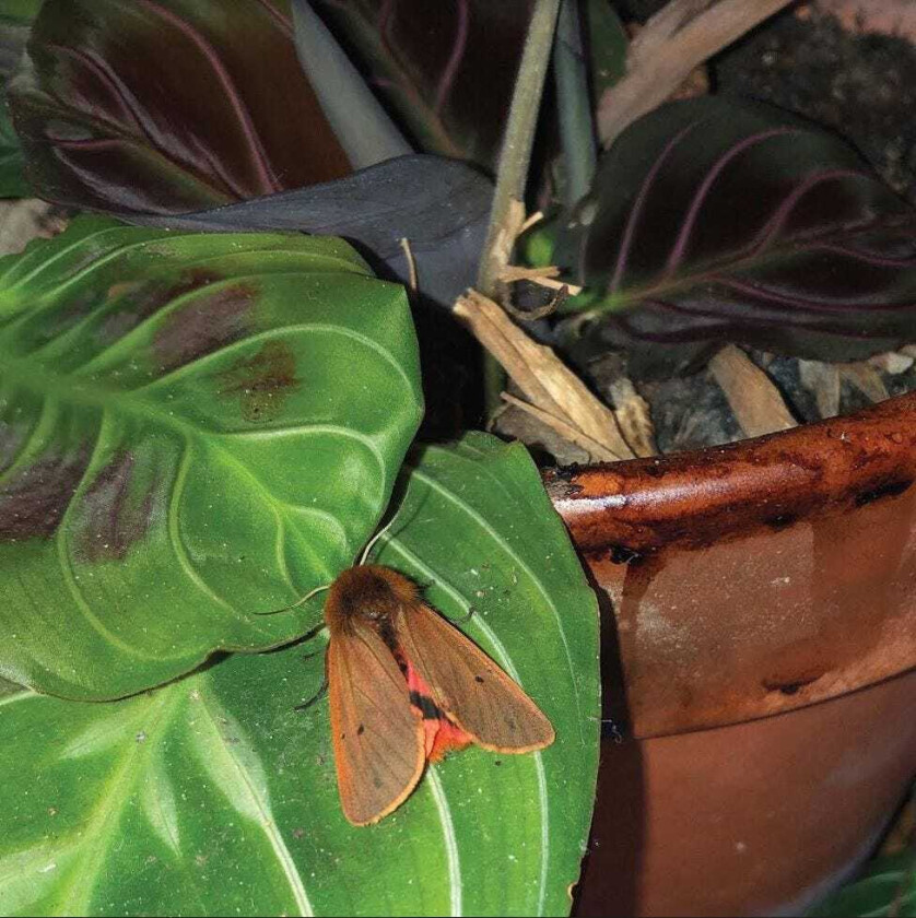 Dies Lexic Lexicon Hall LP/Vinyl