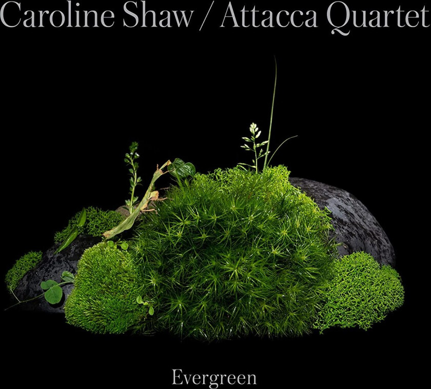 Caroline Shaw, Attacca Quartet  Caroline Shaw: Evergreen  CD