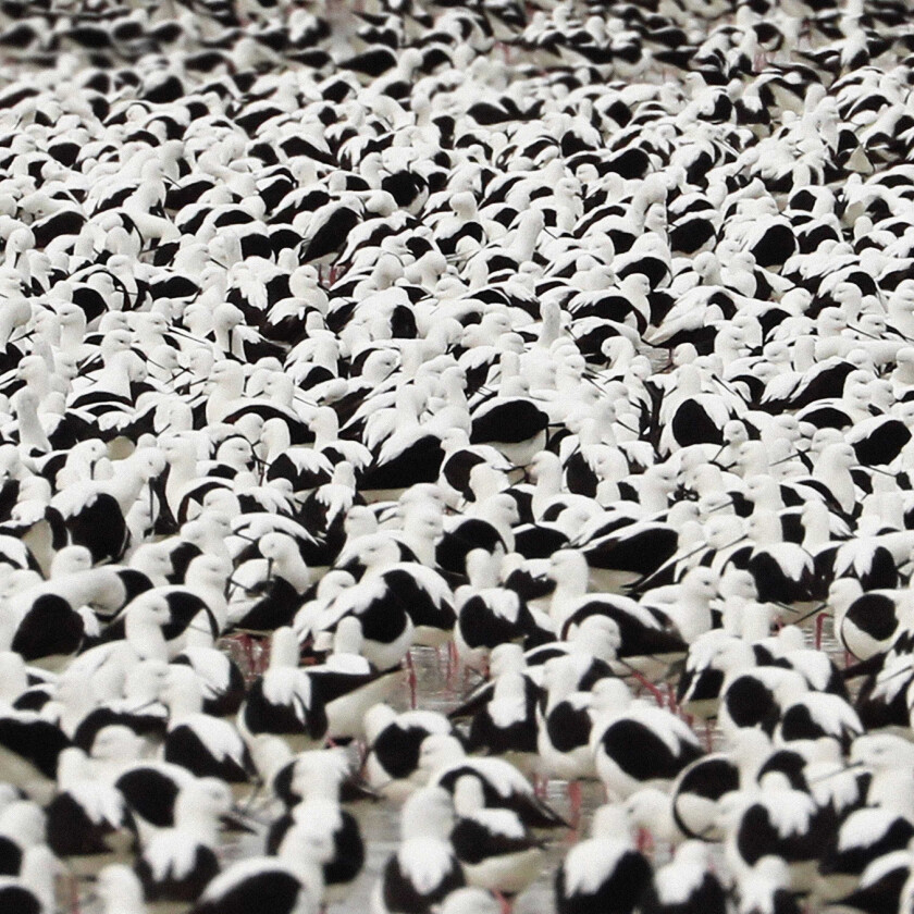 Stella Donnelly Flood CD