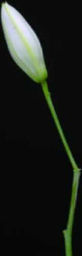 Rocket Science Snake CD