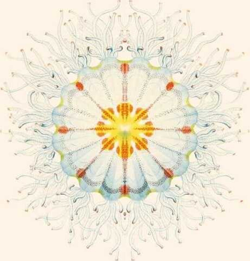 Charlie Charlie Litte Things LP/Vinyl