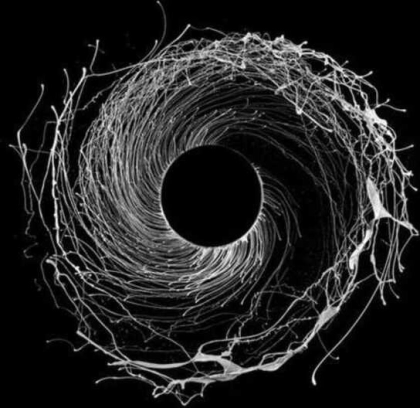 Dawn Of Midi Dysnomia LP/Vinyl
