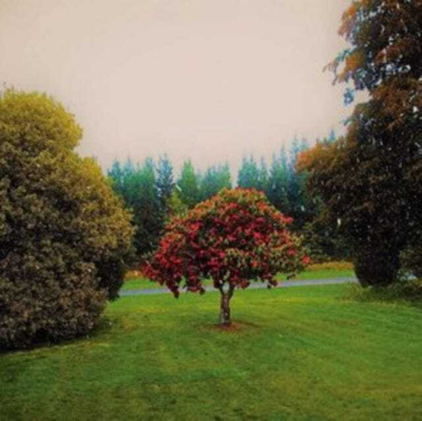 The Bats Foothills CD