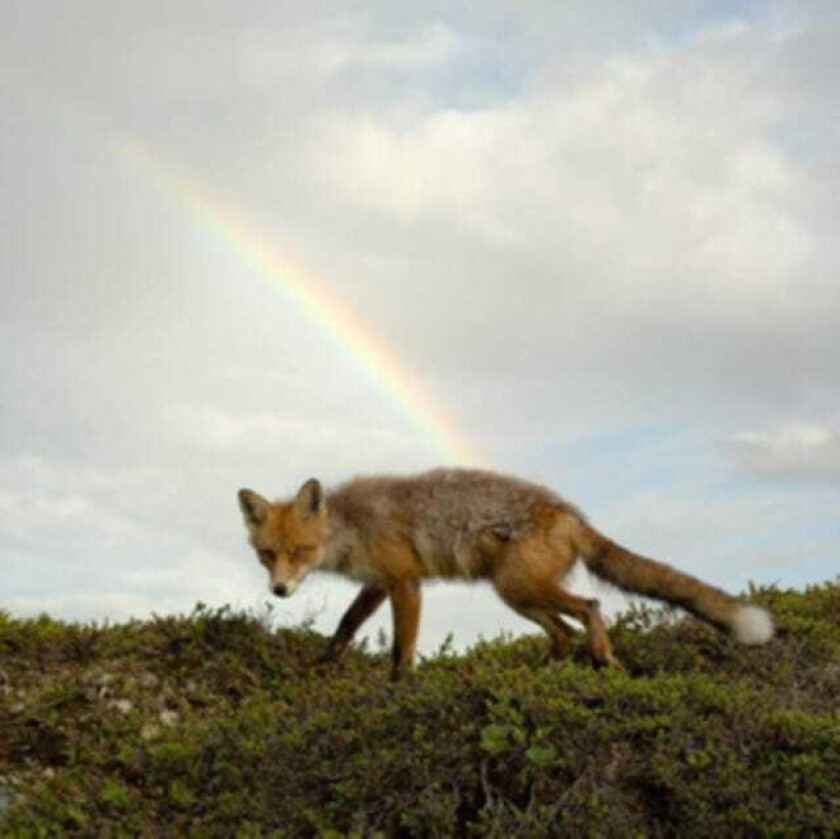 Buck Meek Buck Meek LP/Vinyl