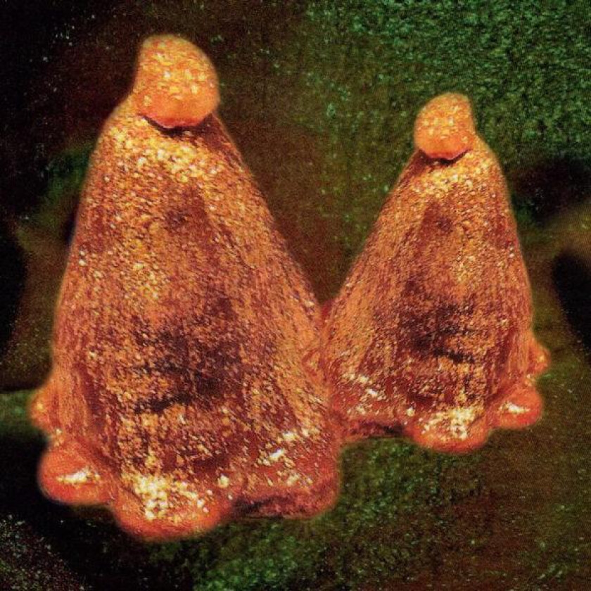 Black To Comm Oocyte Oil & Stolen Androgens LP/Vinyl