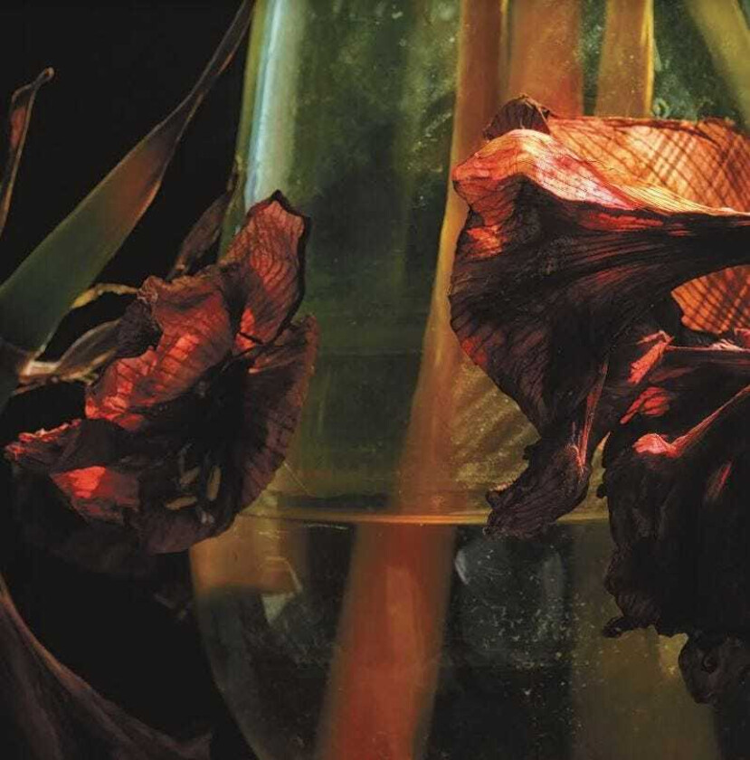 Hayvanlar Alemi Psychedelia In Times Of Turbulence CD