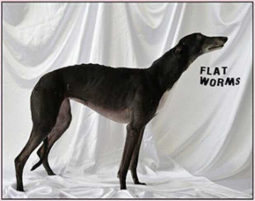 Flat Worms Flat Worms LP/Vinyl