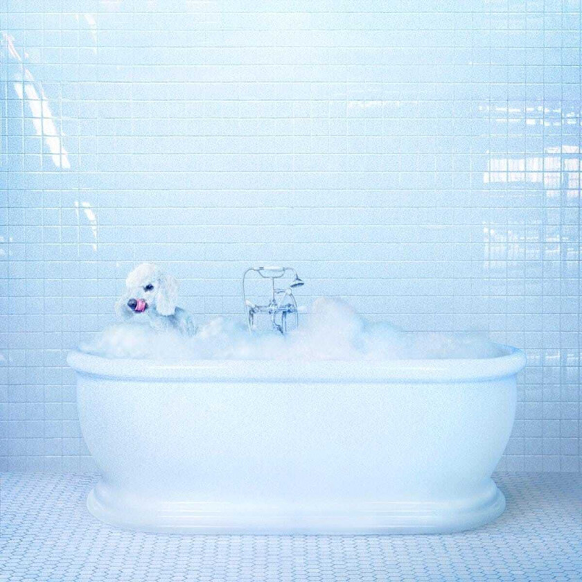 Frankie Cosmos Vessel LP/Vinyl