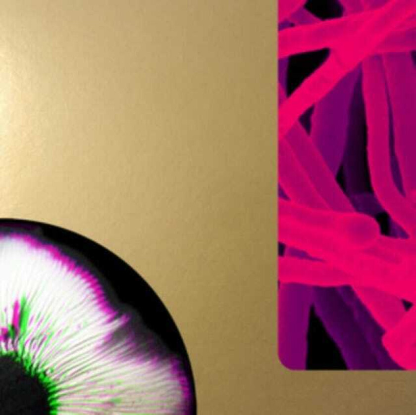 Andrea Taeggi Mycorrhiza LP/Vinyl