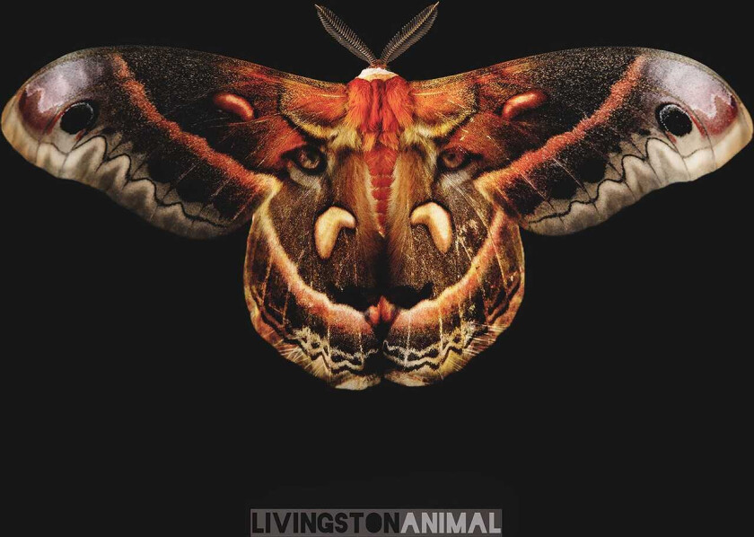 Animal CD