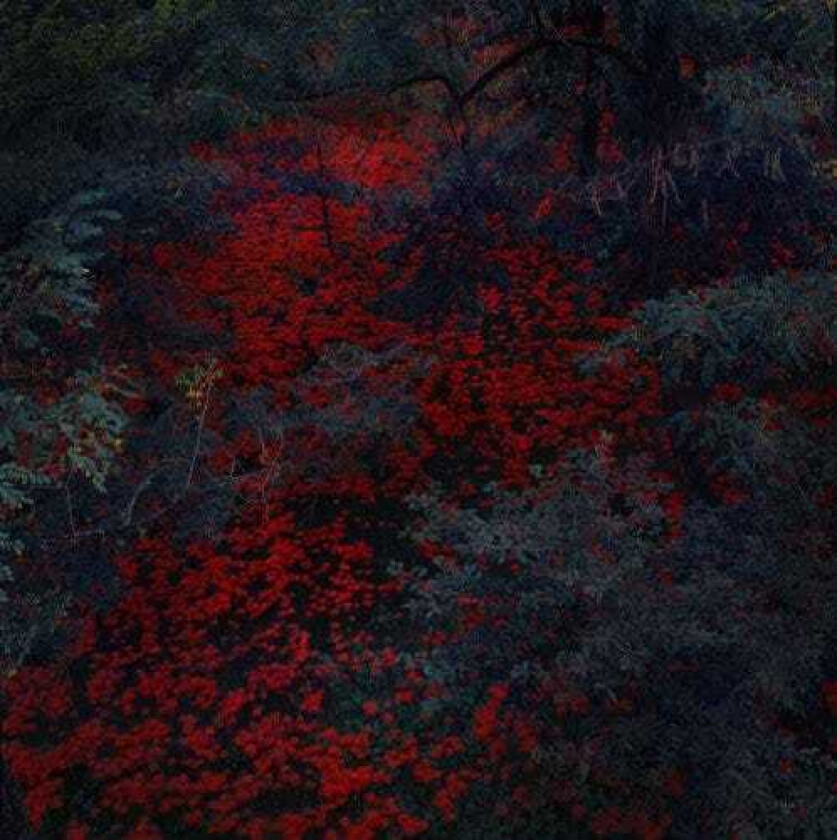 Alex Cobb Marigold & Cable LP/Vinyl