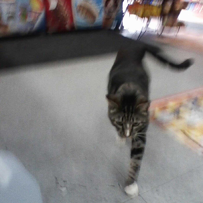 Sun Kil Moon I Also Want To Die In New Orleans CD