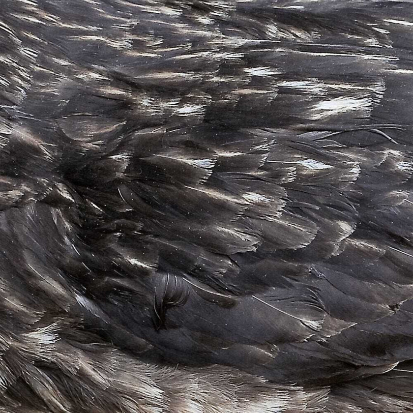 Arstidir Arstidir LP/Vinyl