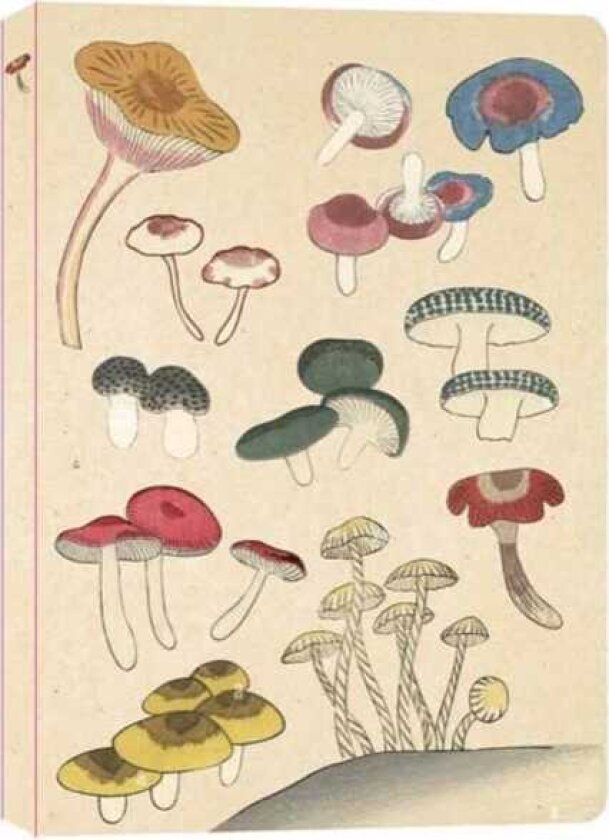 Healing Mushrooms Lined Paperback Journal Blank Notebook with Pocket